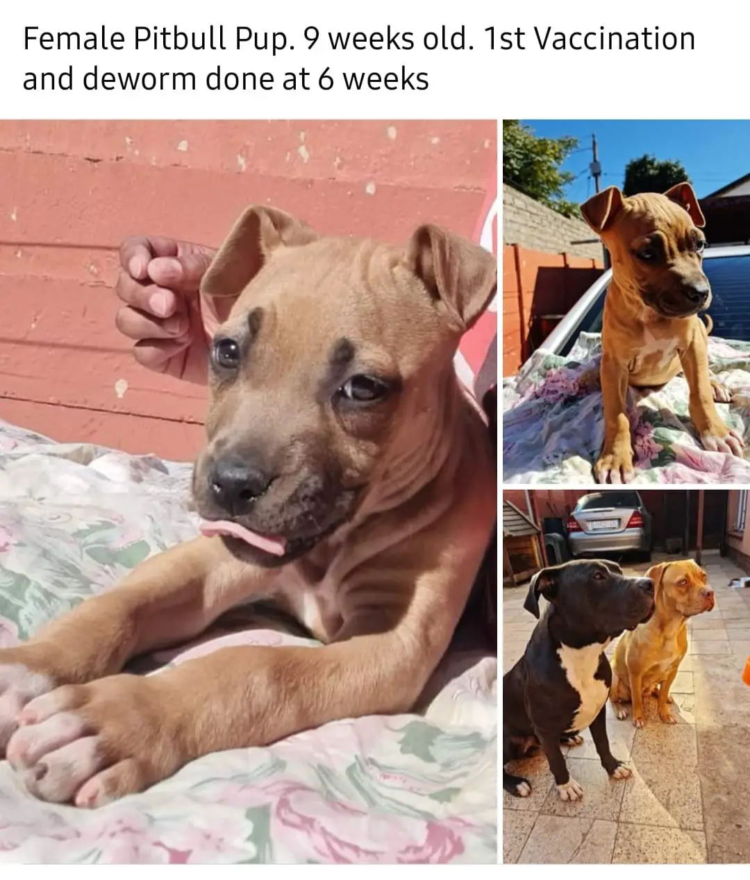 Pitbull Puppies in Johannesburg (27/05/2021)