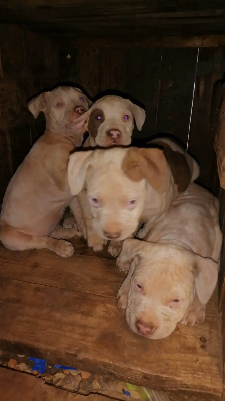 Pitbull Puppies in Johannesburg (30/05/2021)