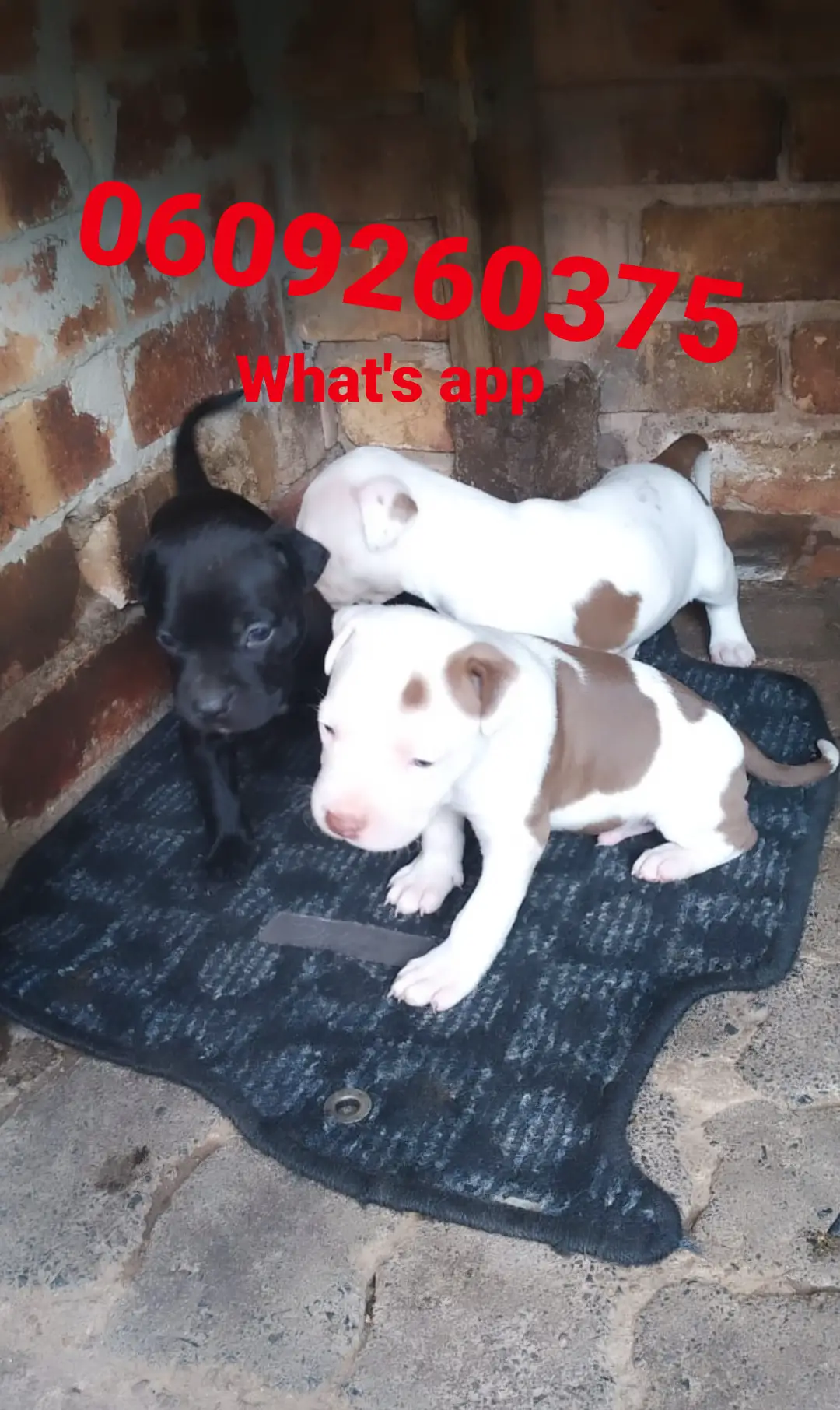 Pitbull Puppies in Pretoria (03/05/2021)