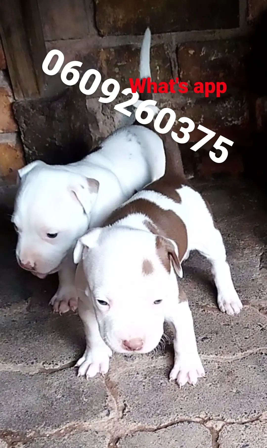 Pitbull Puppies in Pretoria (03/05/2021)