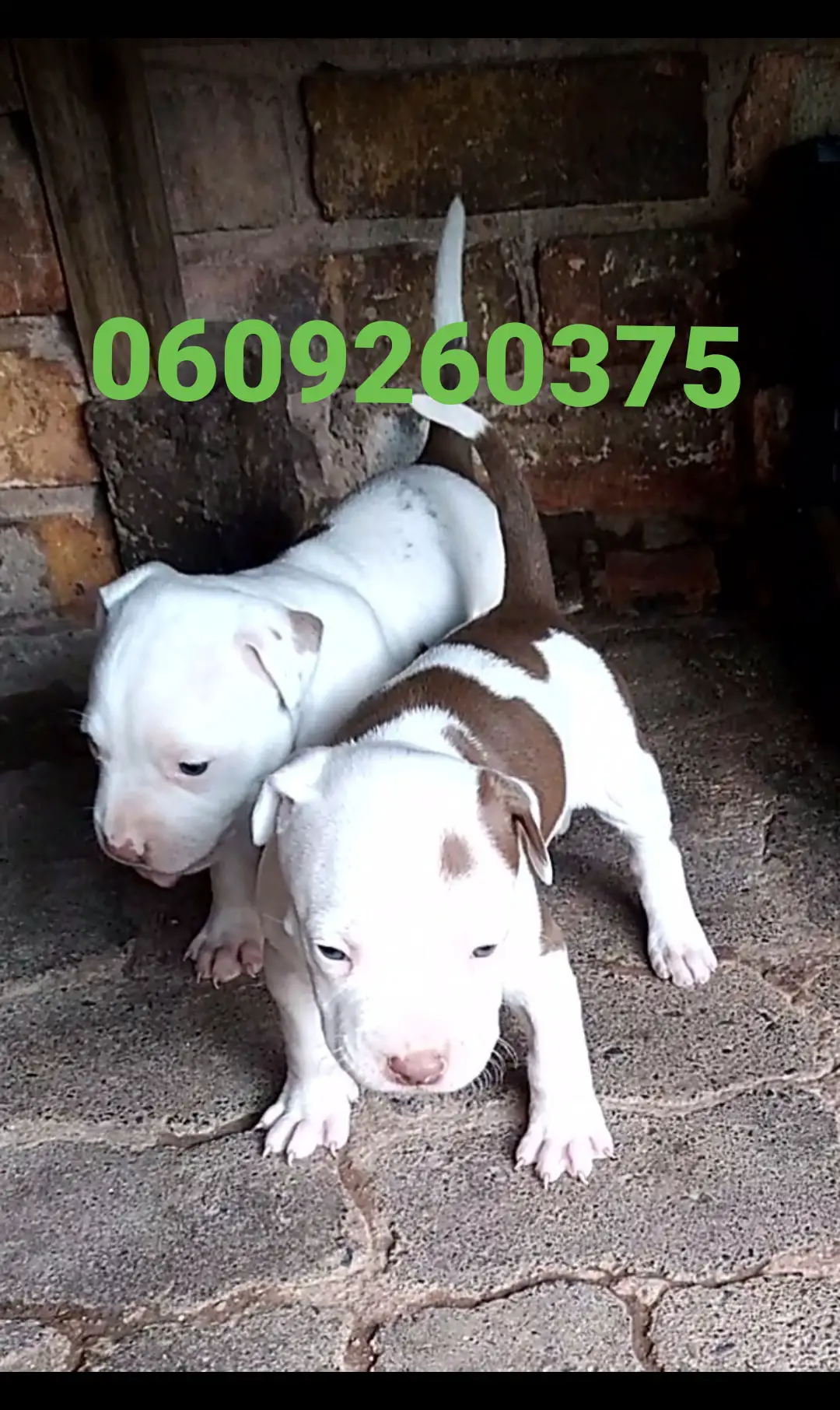Pitbull Puppies in Pretoria (08/05/2021)