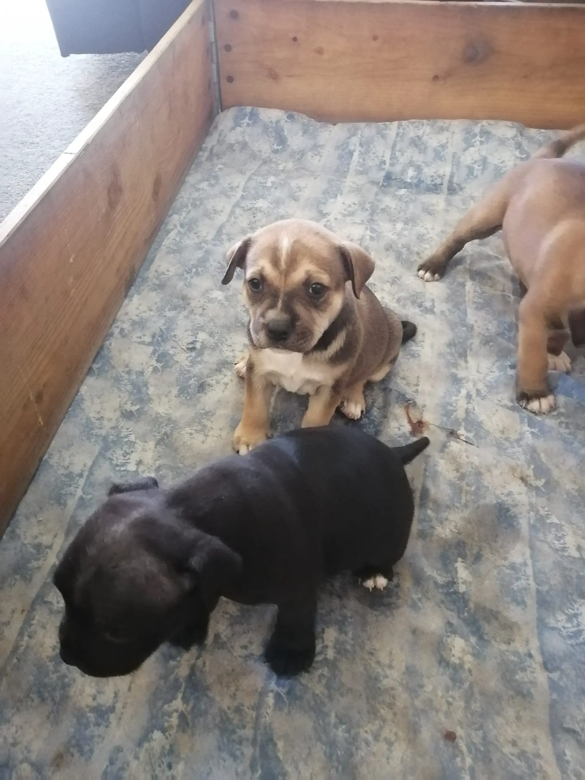 Staffie Puppies in East Rand (17/05/2021)