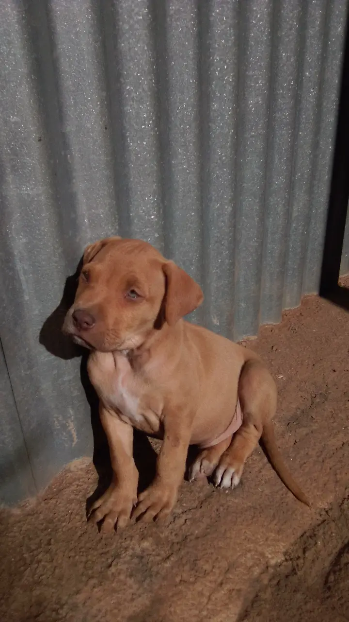 Pitbull Puppies in Johannesburg (20/05/2021)