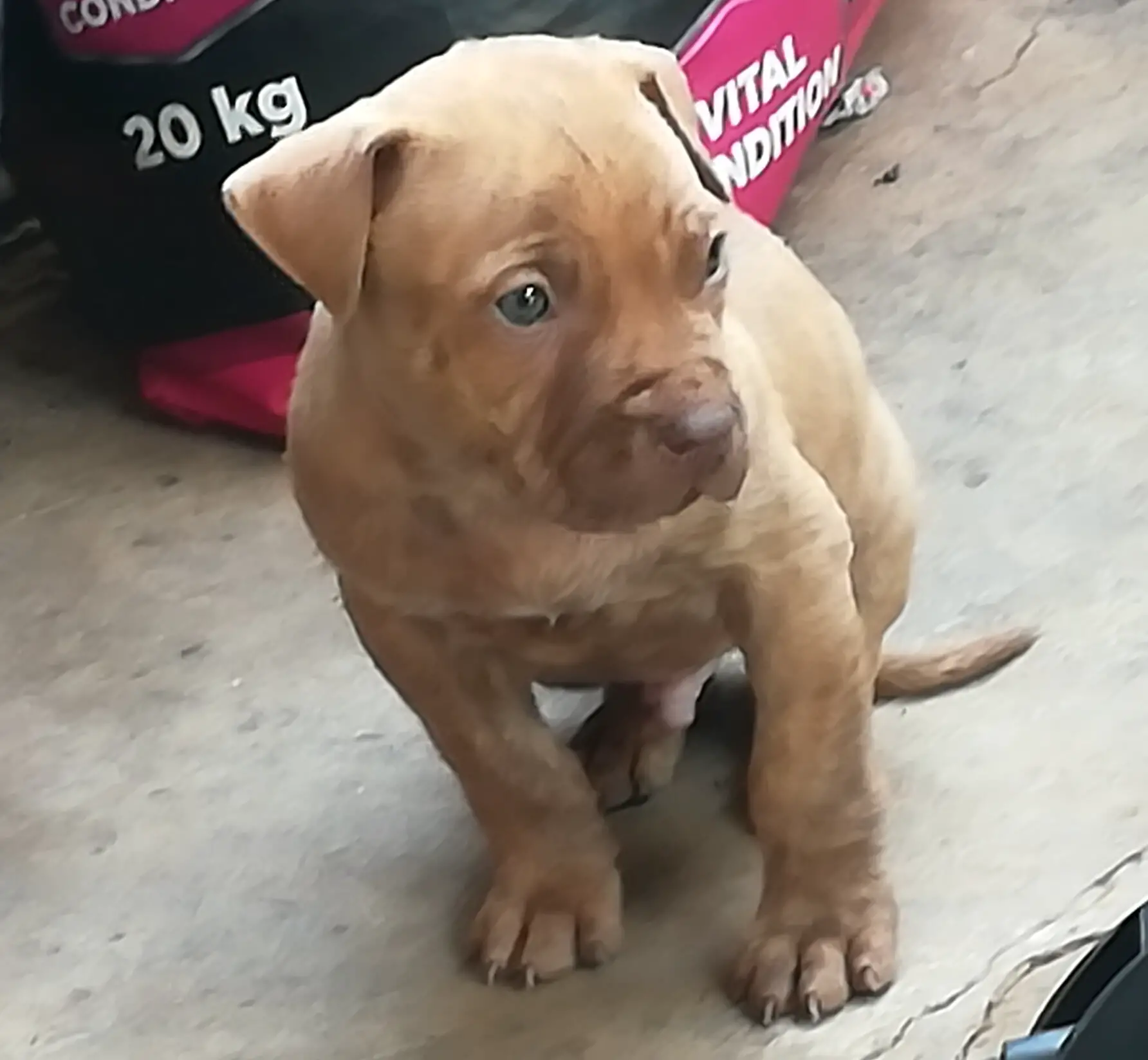 Pitbull Puppies in Pretoria (29/05/2021)