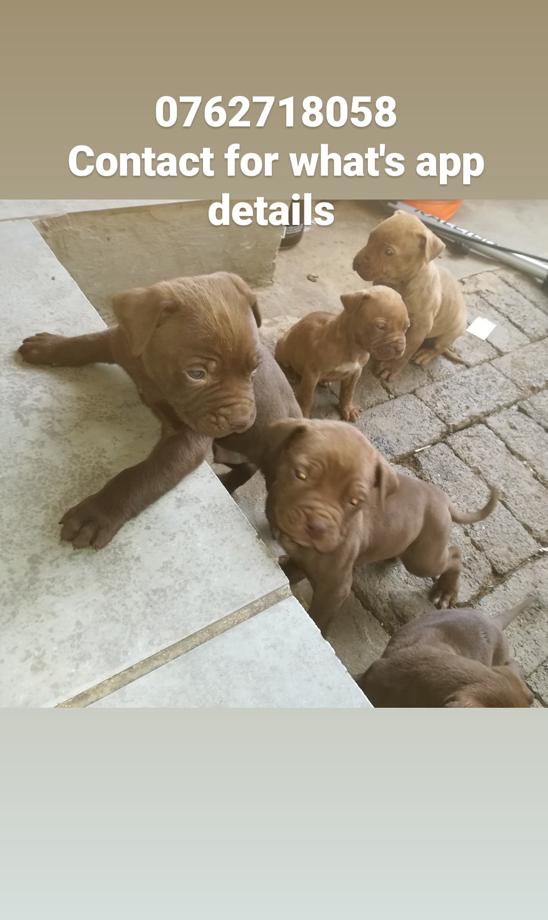 Pitbull Puppies in Pretoria (27/05/2021)