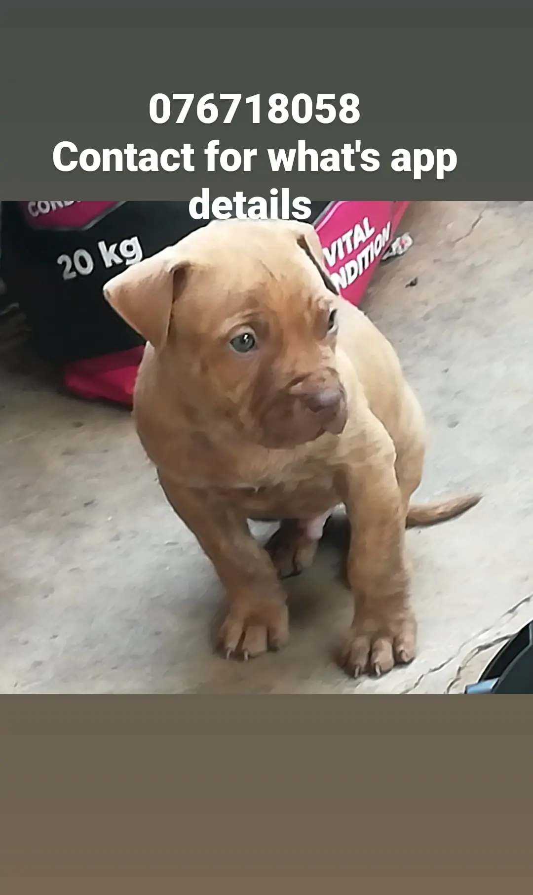 Pitbull Puppies in Pretoria (27/05/2021)