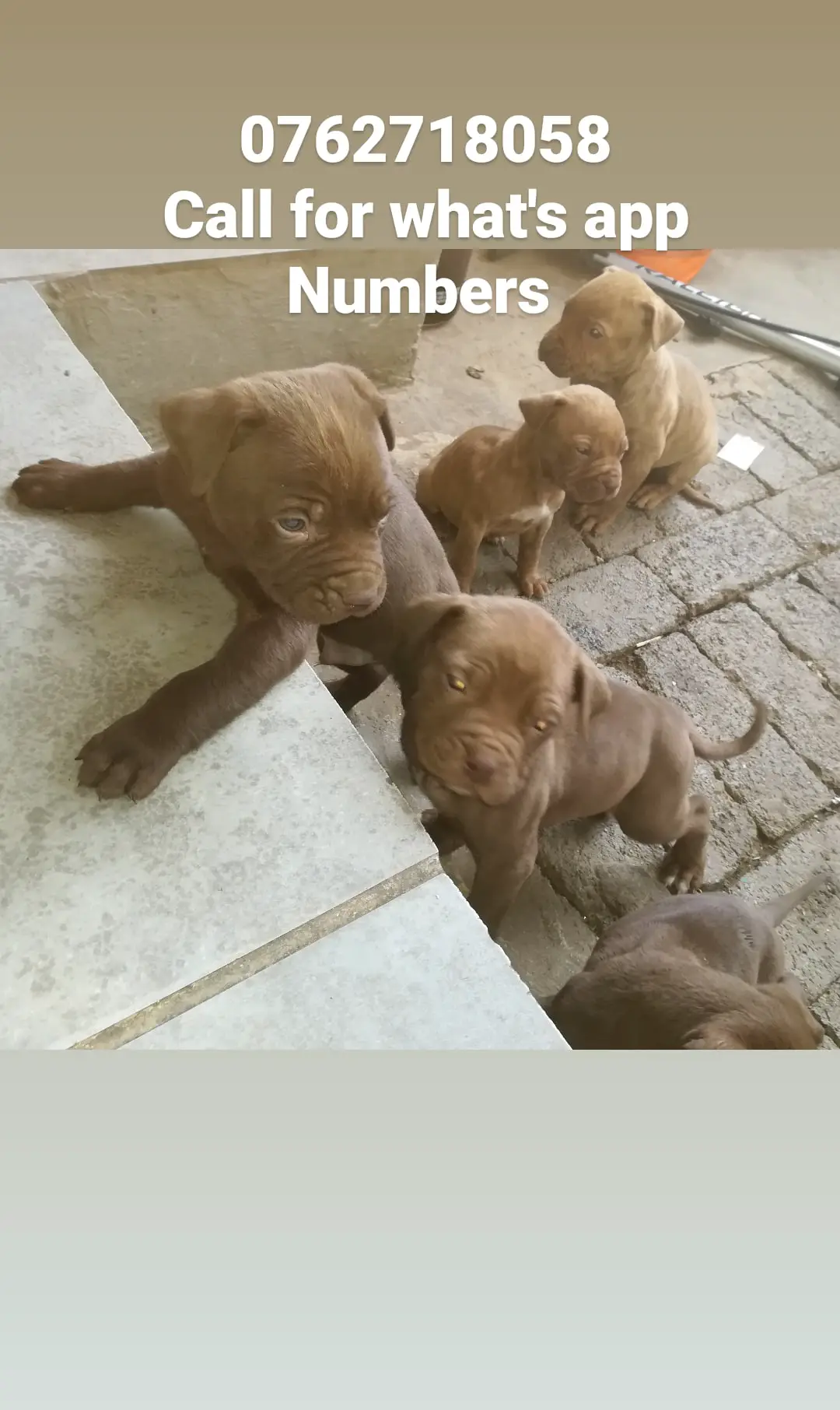 Pitbull Puppies in Pretoria (29/05/2021)