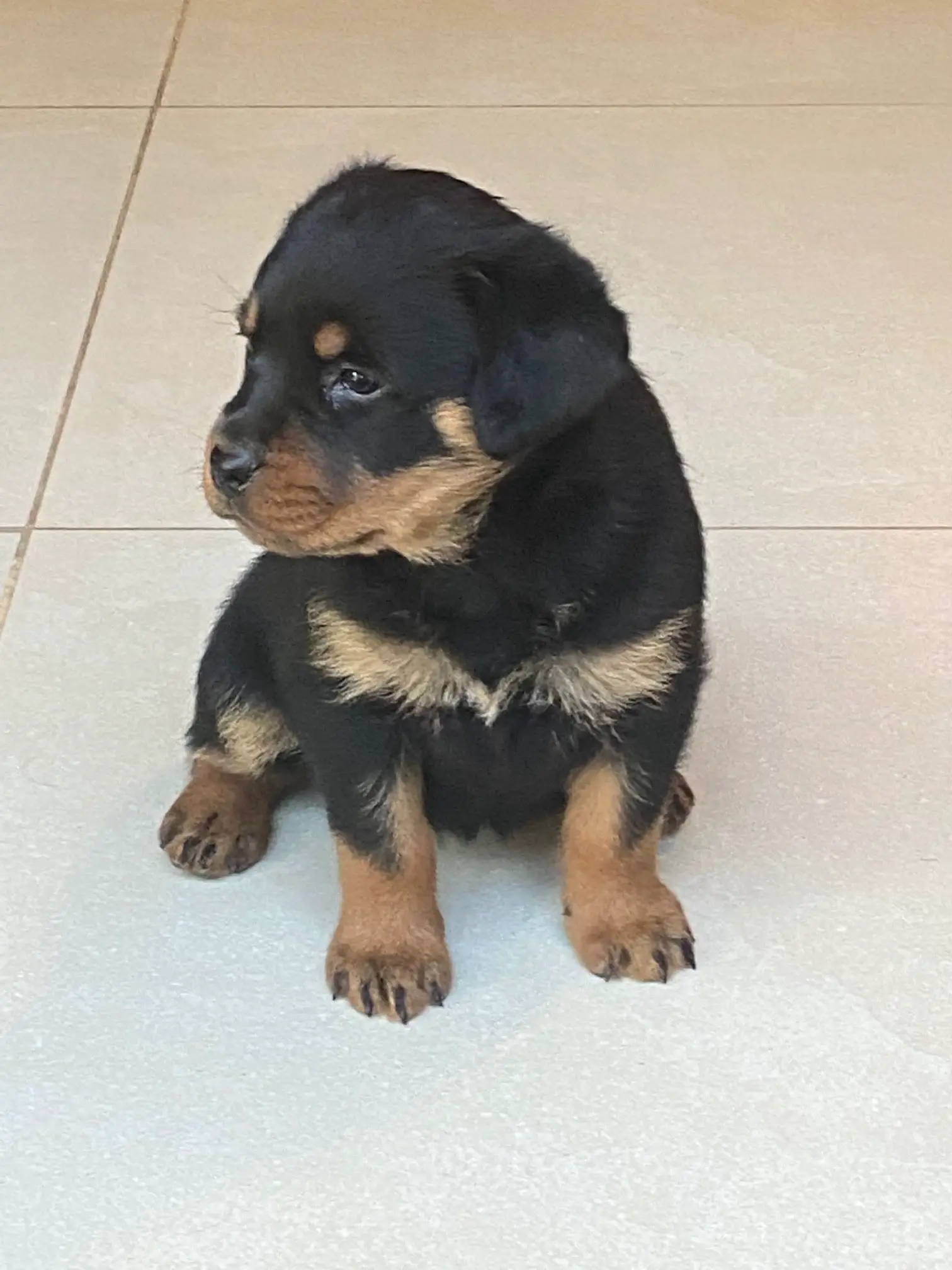 Rottweiler Puppies in Cape Town (18/05/2021)
