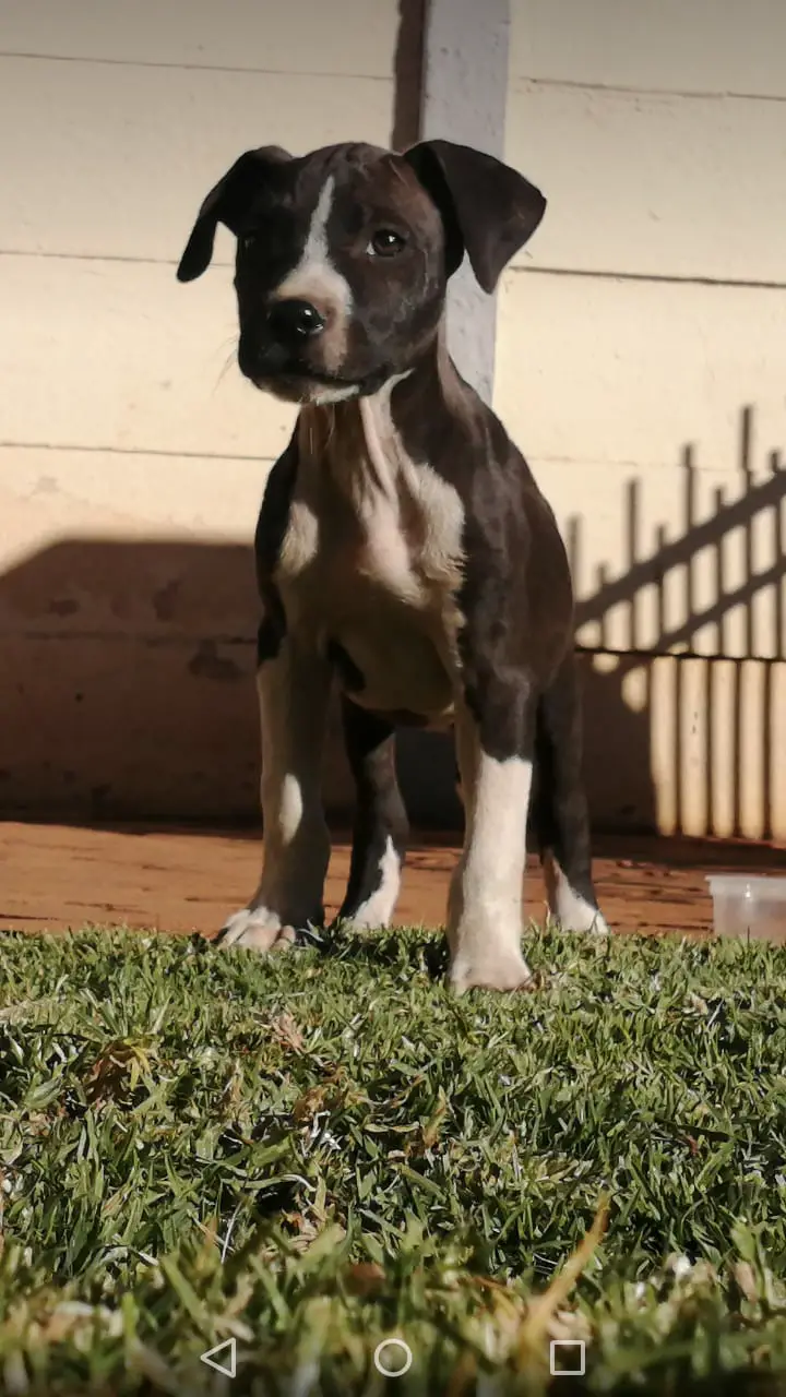 Pitbull Puppies in Johannesburg (31/05/2021)