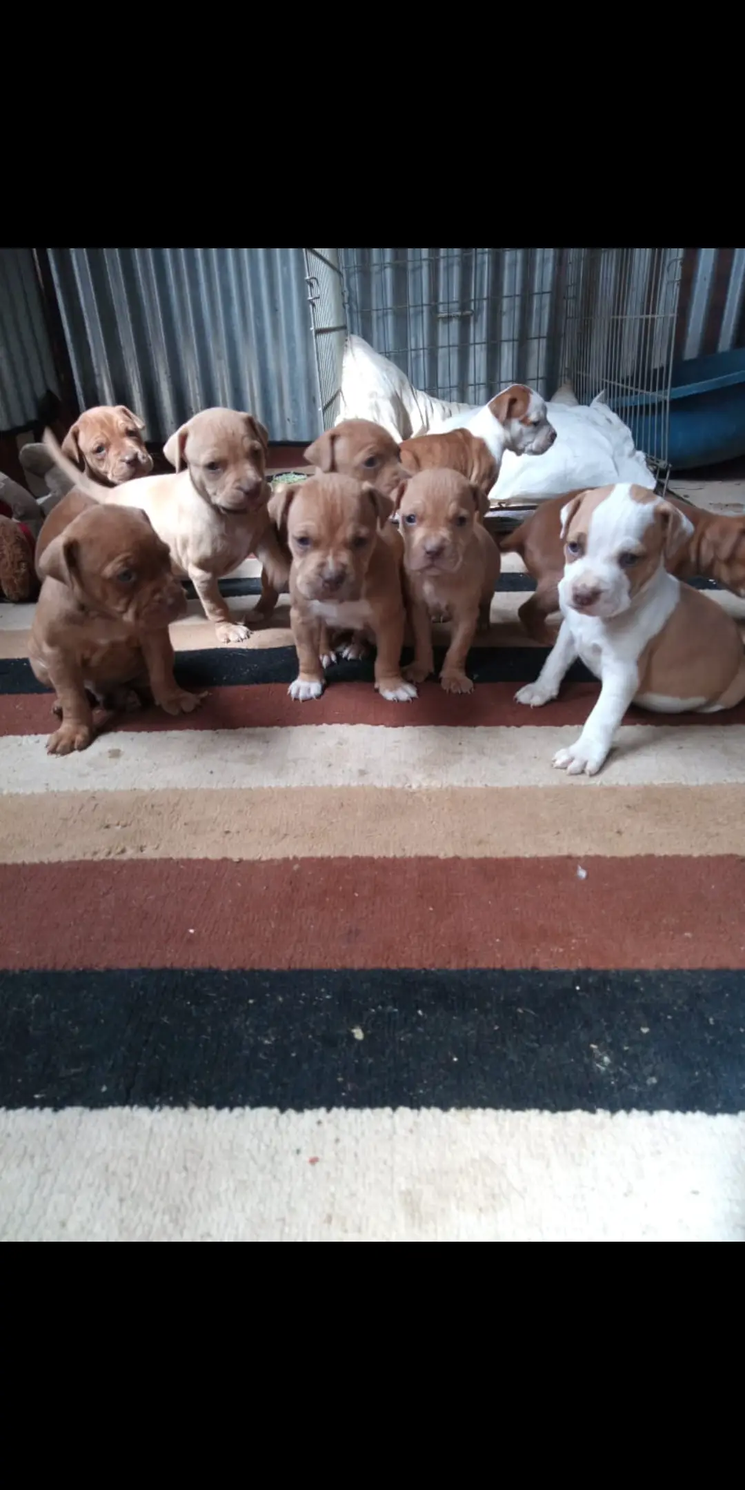 Pitbull Puppies in Johannesburg (06/05/2021)
