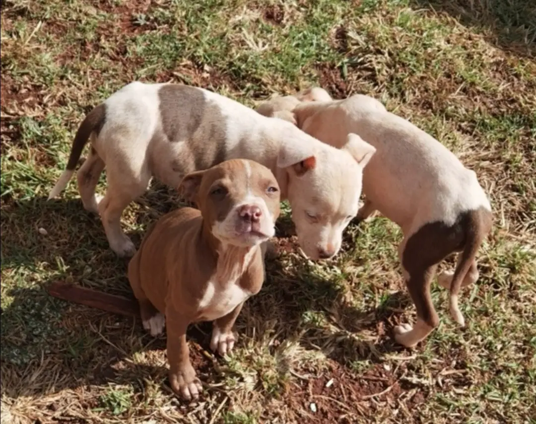 Pitbull Puppies in Johannesburg (14/05/2021)
