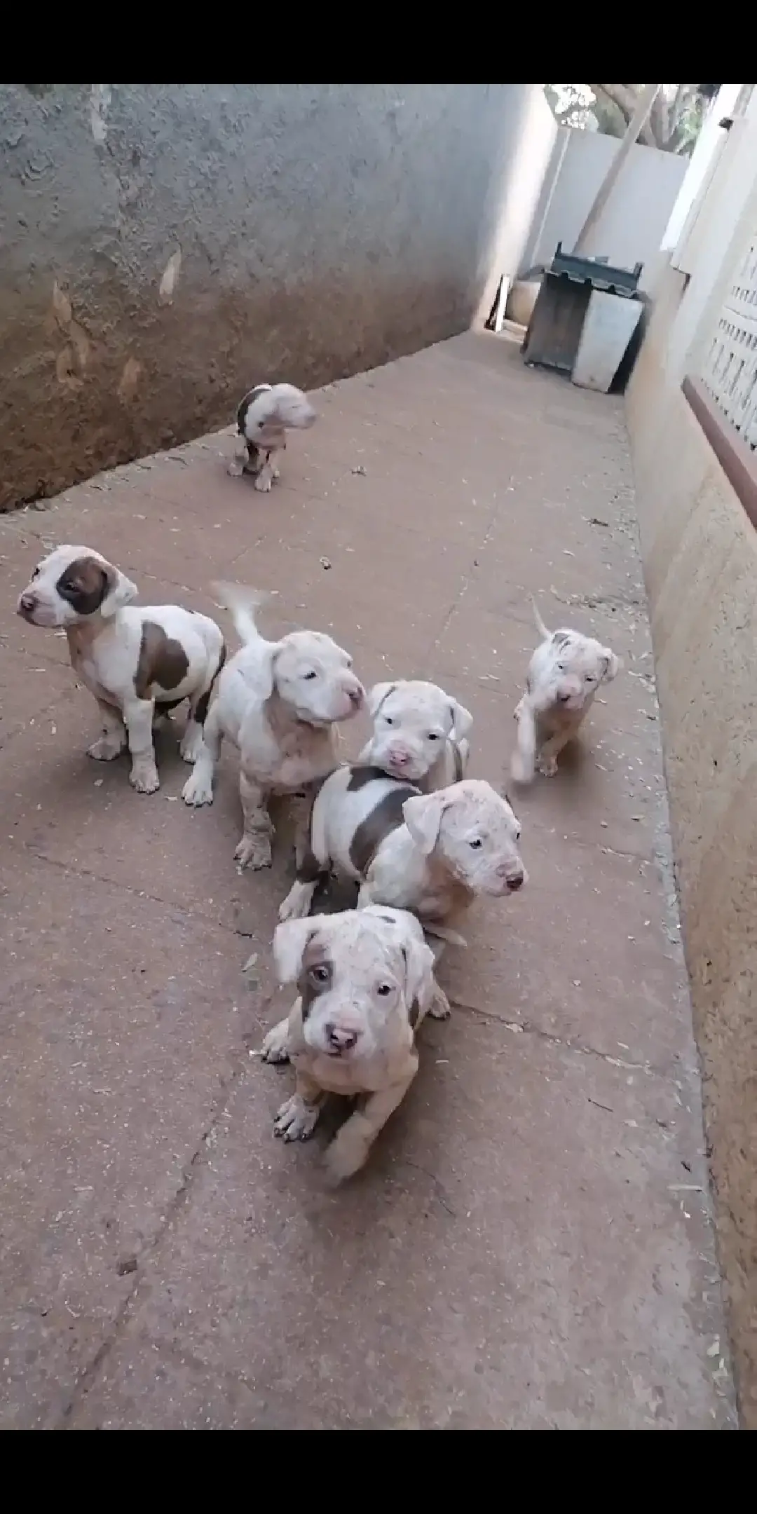 Pitbull Puppies in Johannesburg (19/05/2021)