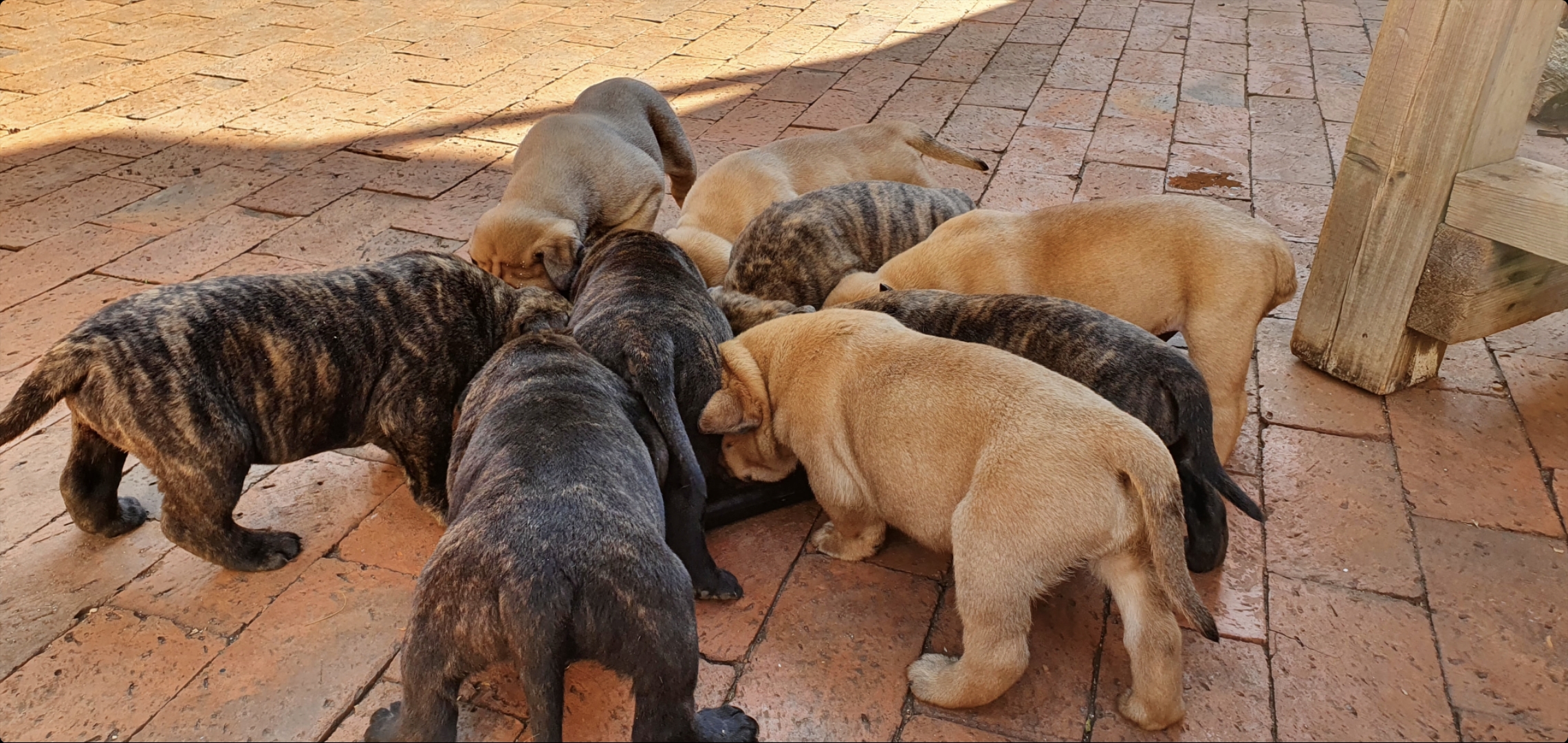 Bull Mastiff Puppies in Johannesburg (21/05/2021)