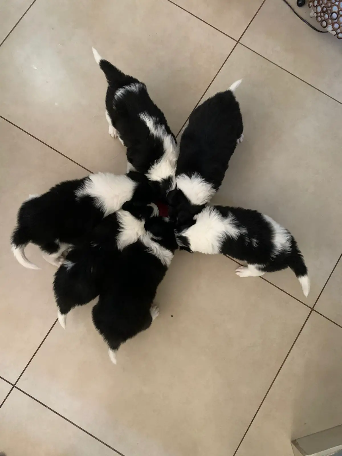Collie Puppies in Hartbeespoort (28/05/2021)