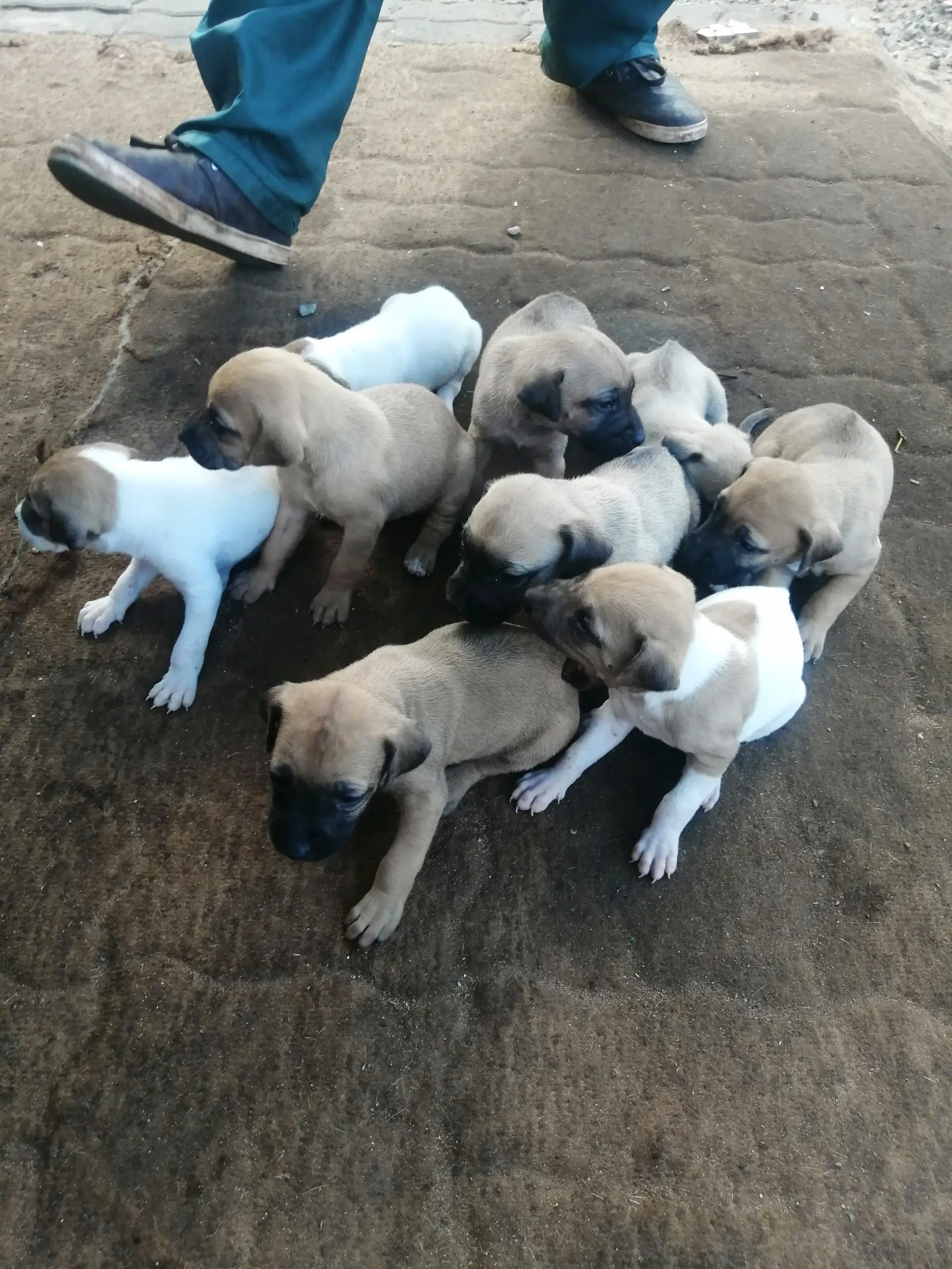 Ridge Back Puppies in Pretoria (02/05/2021)