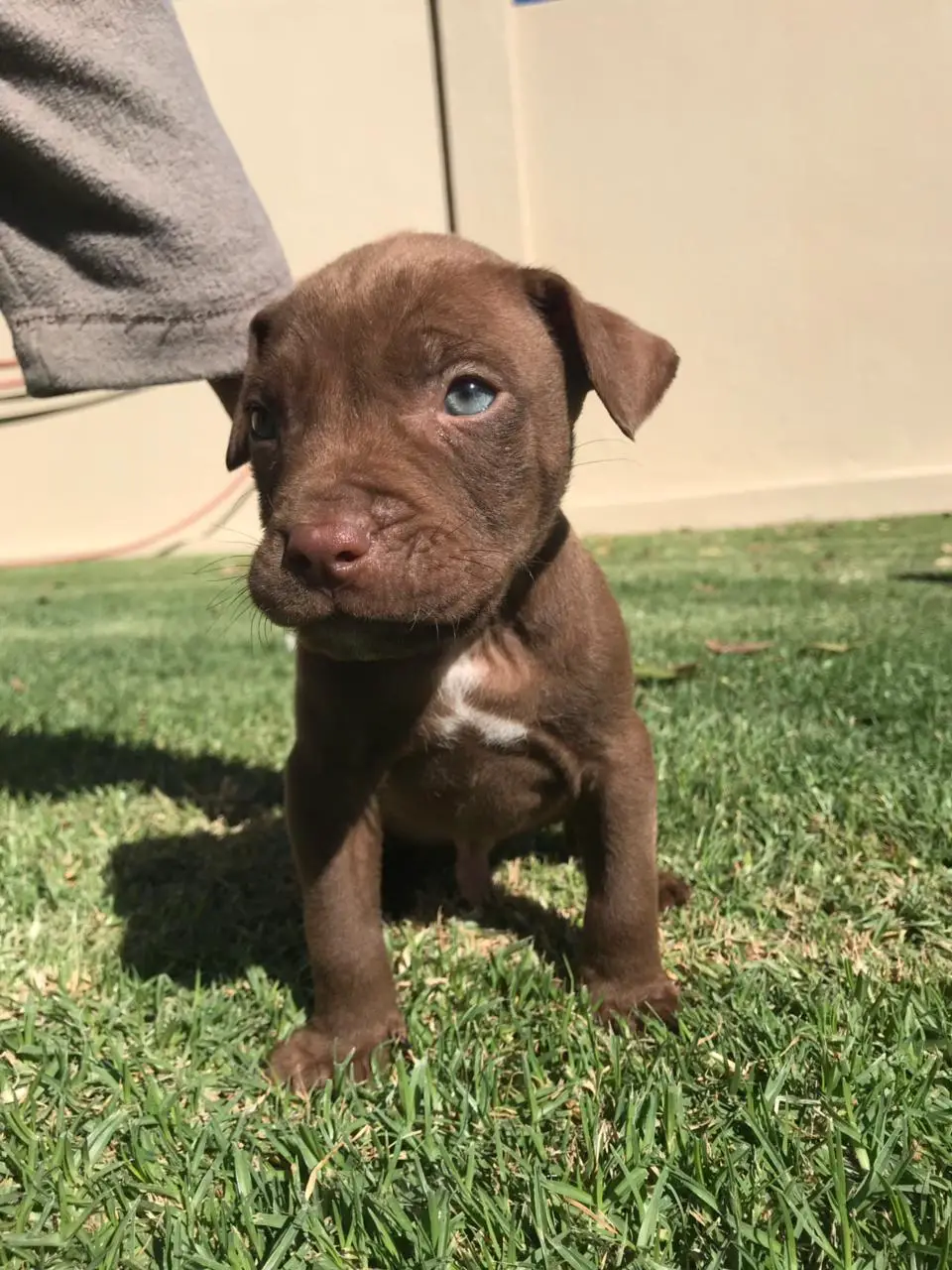 Pitbull Puppies in East Rand (25/05/2021)