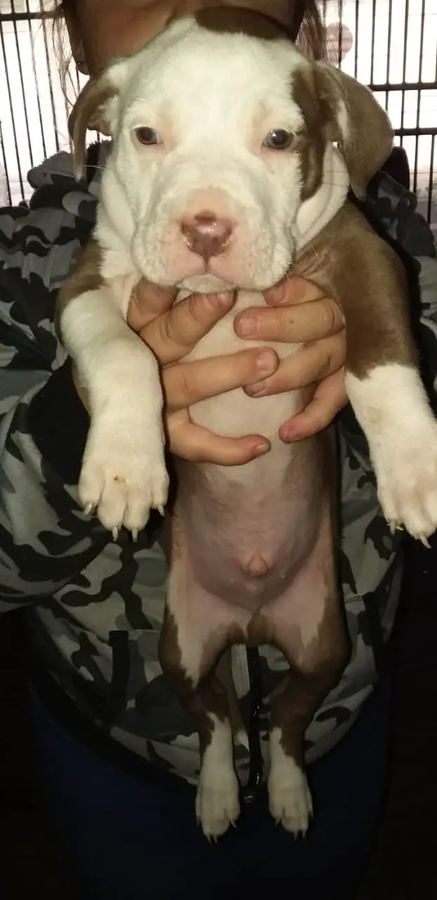 Pitbull Puppies in Mpumalanga (02/05/2021)