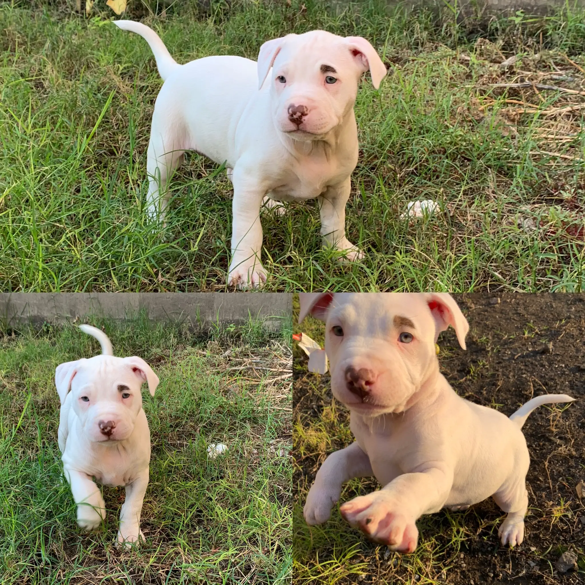 Pitbull Puppies in Kwazulu Natal (13/06/2021)
