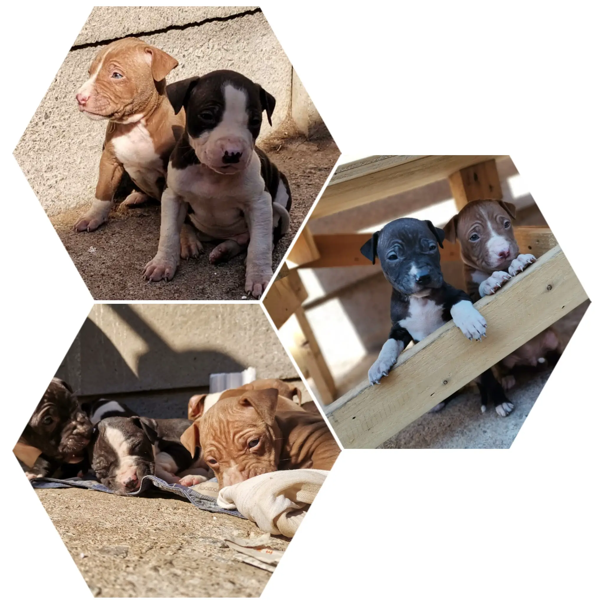 Pitbull Puppies in Johannesburg (22/06/2021)