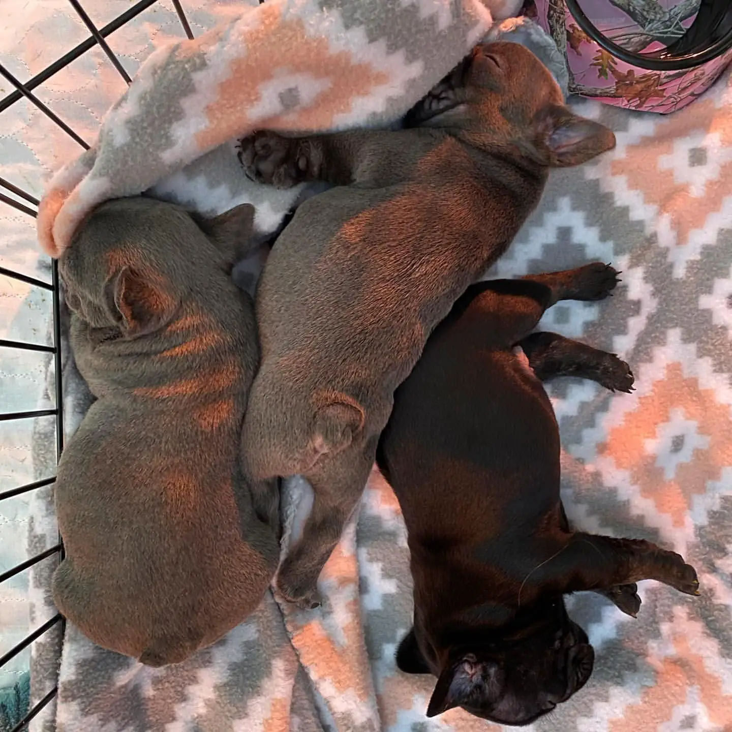 French Bulldog Puppies in East Rand (15/06/2021)