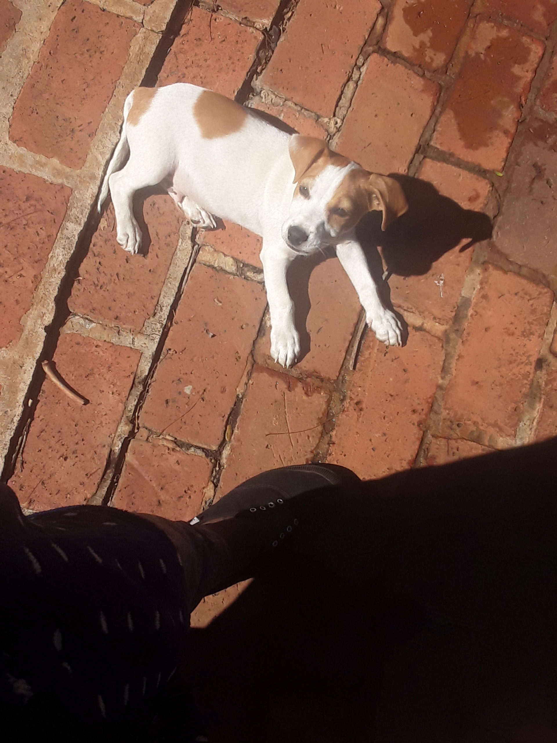 Jack Russell Puppies in Johannesburg (04/06/2021)