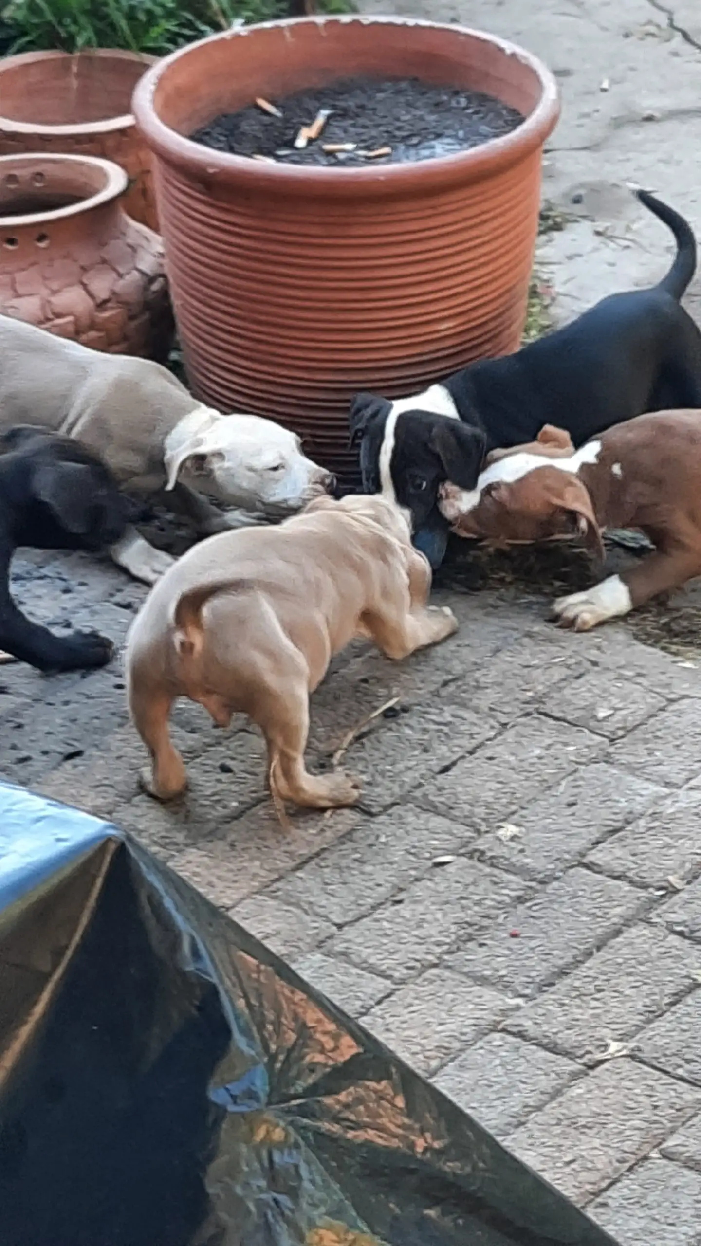 Pitbull Puppies in East Rand (04/06/2021)
