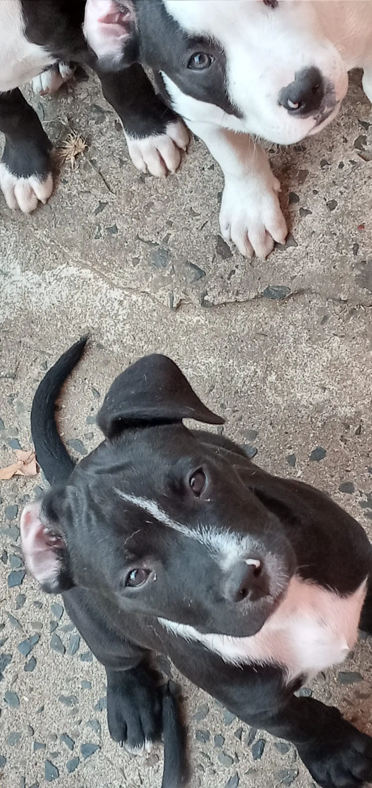 Pitbull Puppies in Kwazulu Natal (20/06/2021)