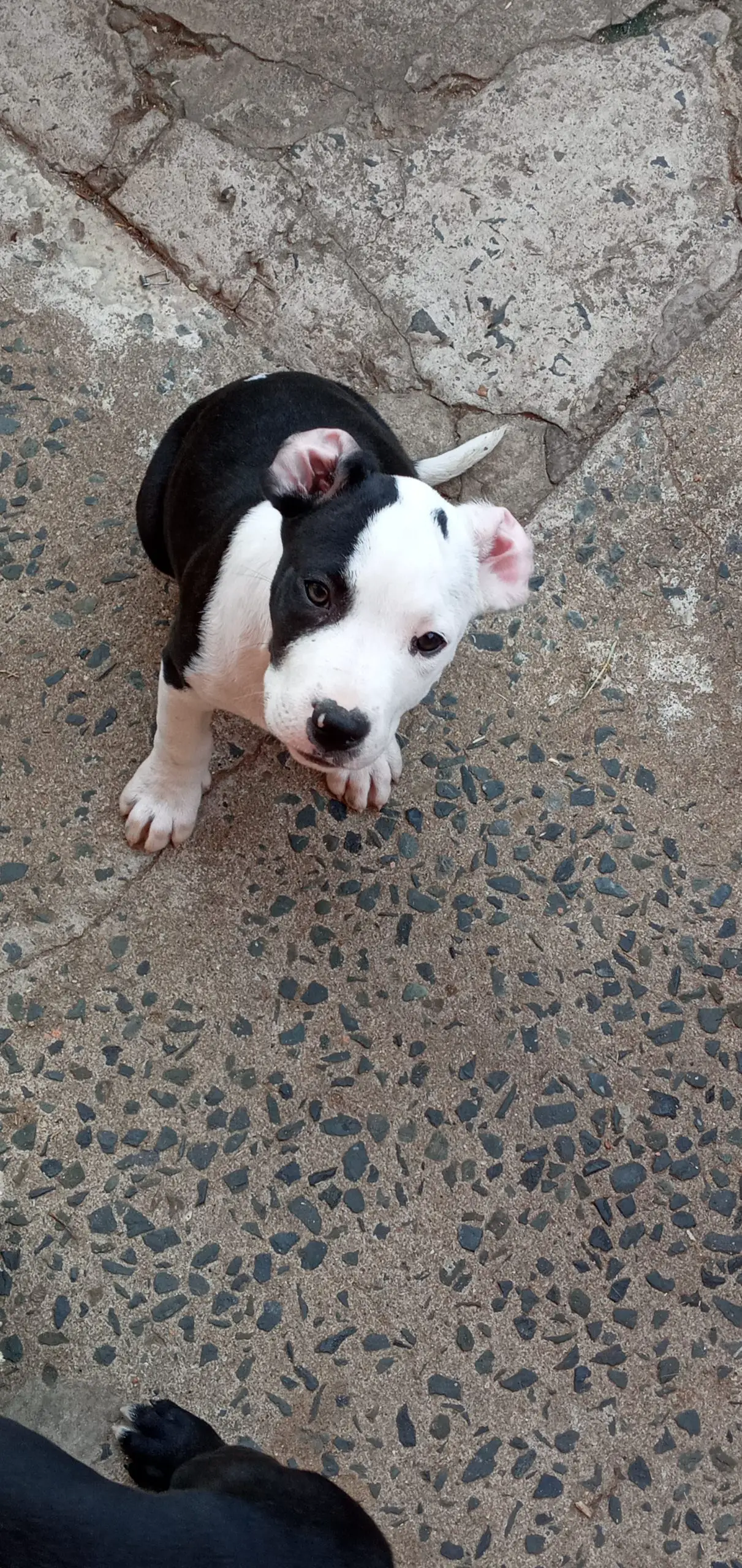 Pitbull Puppies in Kwazulu Natal (18/06/2021)