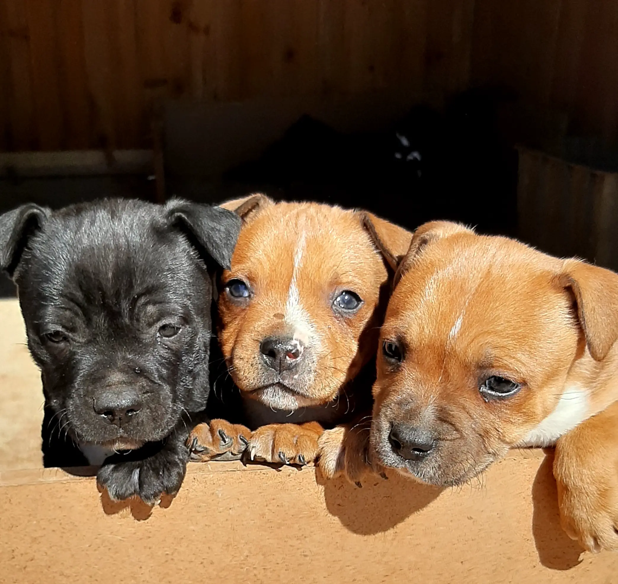 Staffie Puppies in Pretoria (19/06/2021)