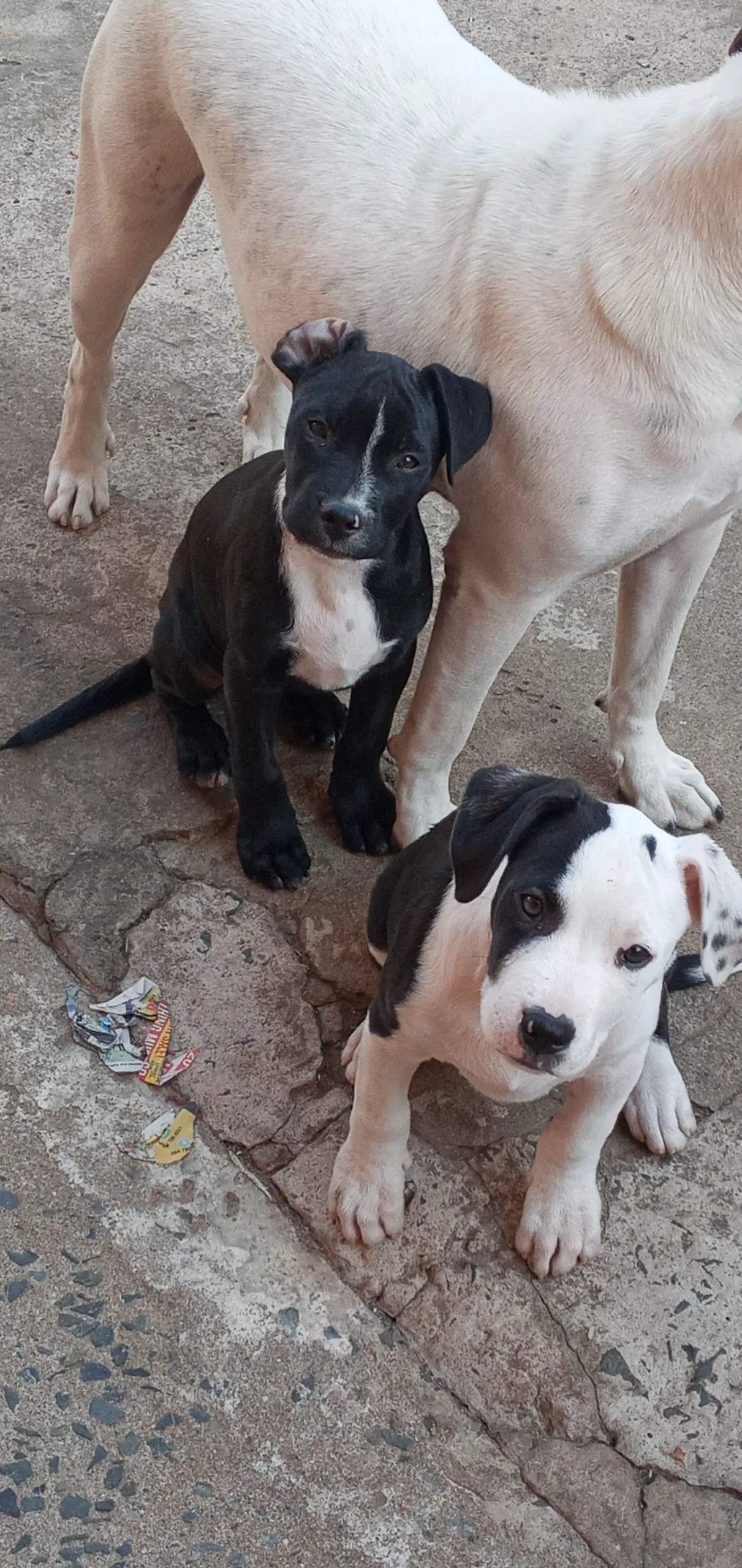 Pitbull Puppies in Kwazulu Natal (24/06/2021)