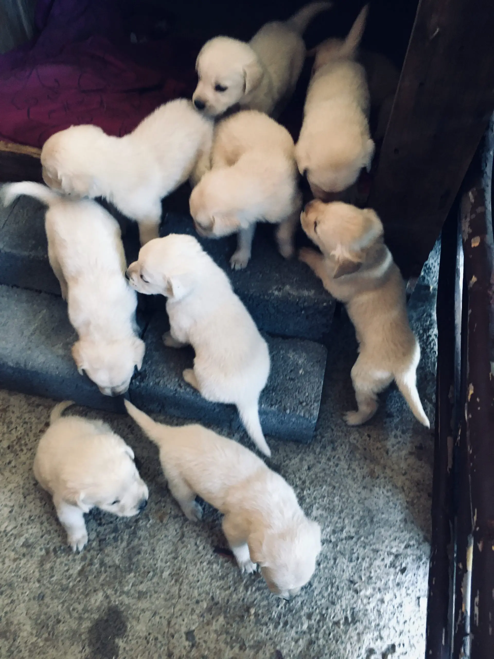Labrador Puppies in Mpumalanga (04/06/2021)