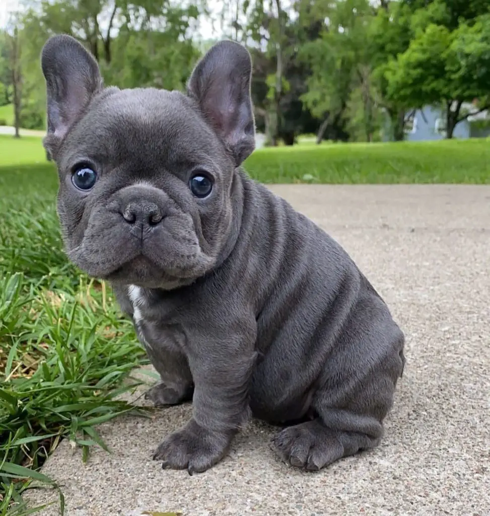 French Bulldog Puppies in Bloemfontein (15/06/2021)