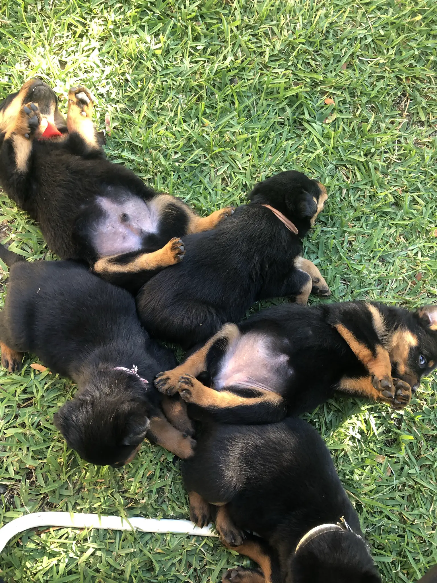Rottweiler Puppies in Cape Town (03/06/2021)