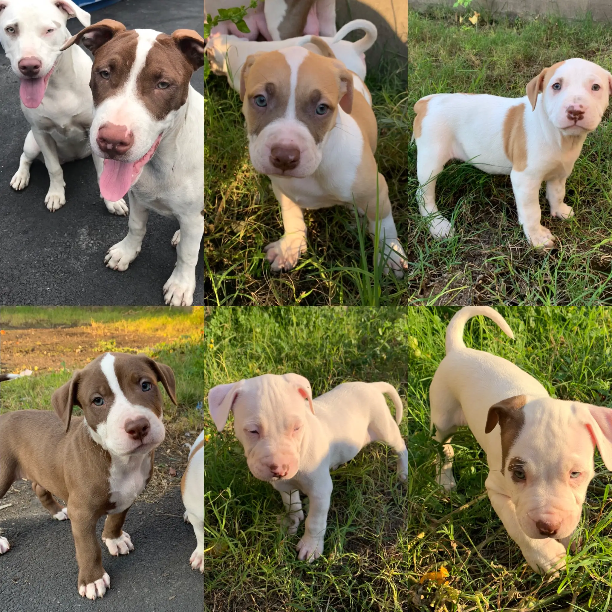 Pitbull Puppies in Kwazulu Natal (19/06/2021)