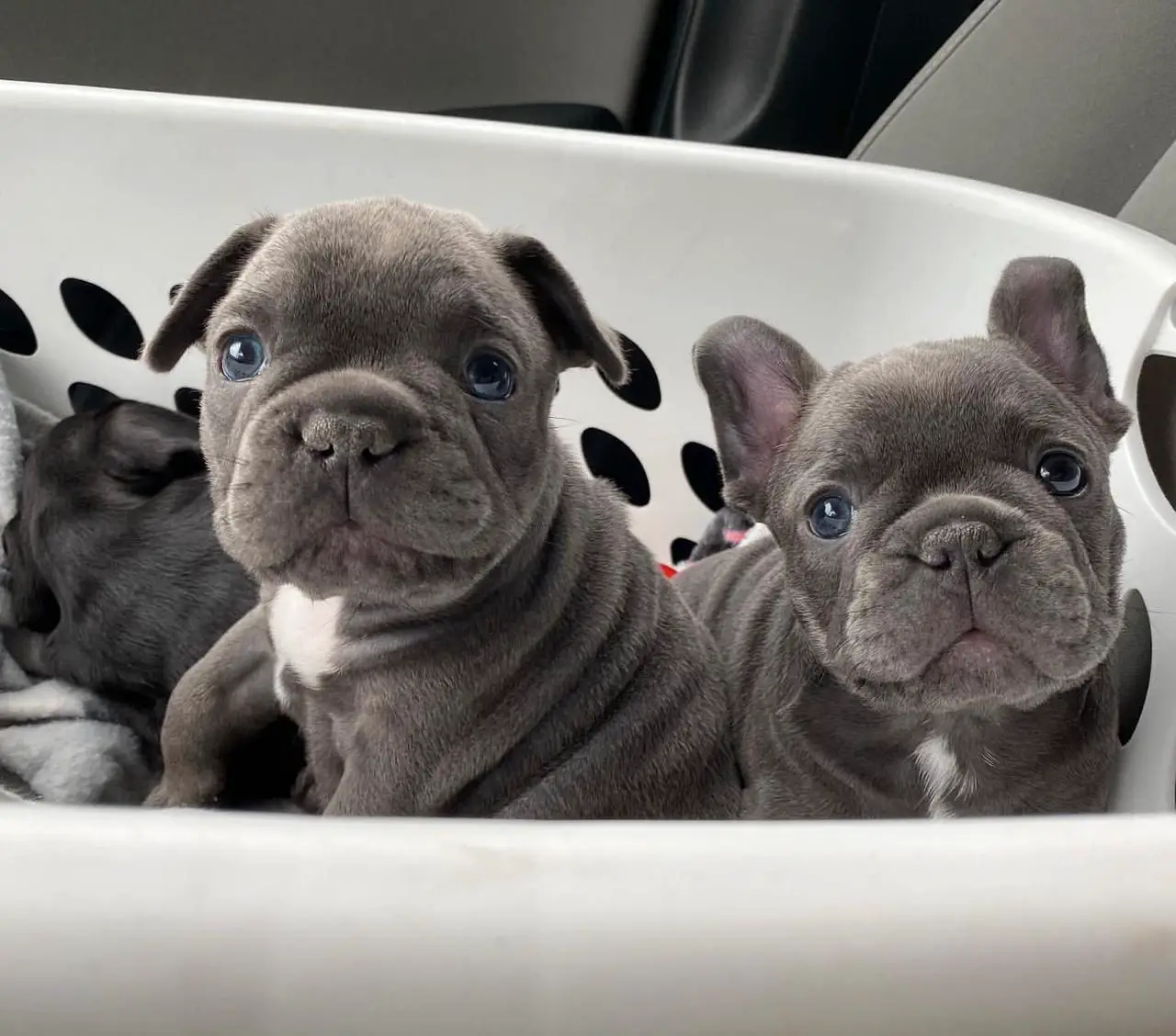 French Bulldog Puppies in Brits (15/06/2021)