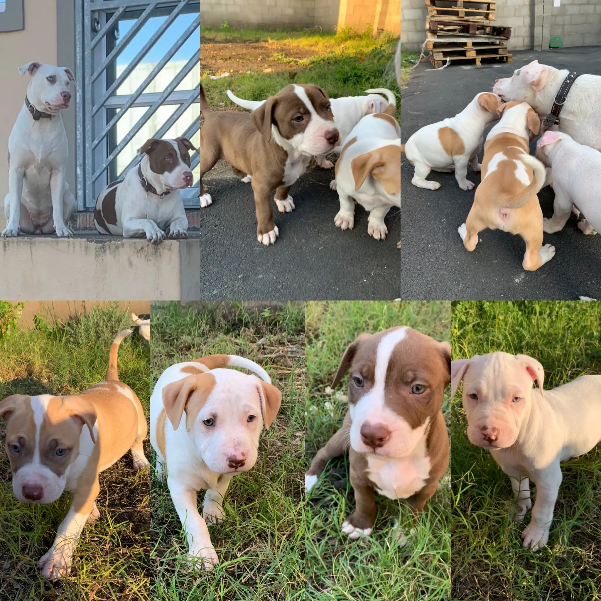 Pitbull Puppies in Kwazulu Natal (23/06/2021)