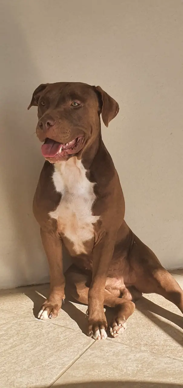 Pitbull Puppies in Pretoria (01/06/2021)