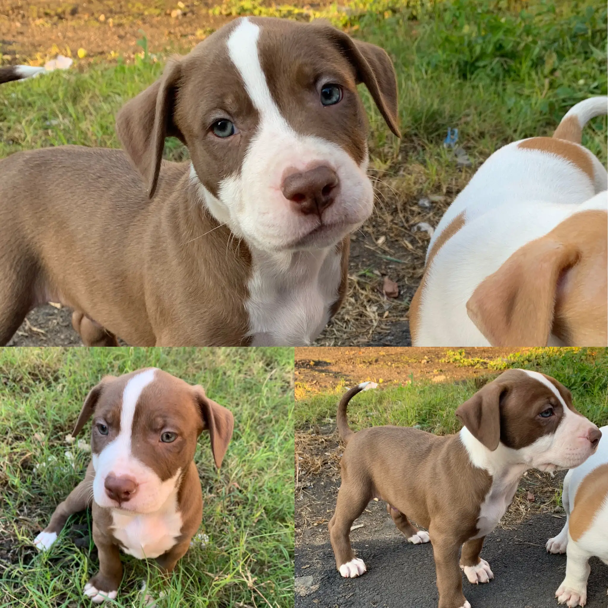 Pitbull Puppies in Kwazulu Natal (13/06/2021)
