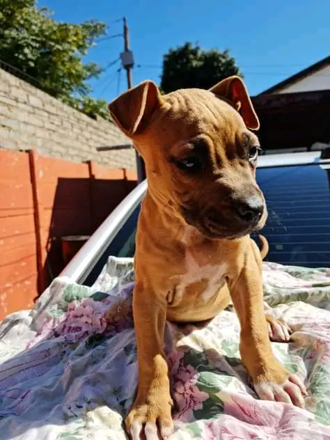 Pitbull Puppies in Johannesburg (02/06/2021)