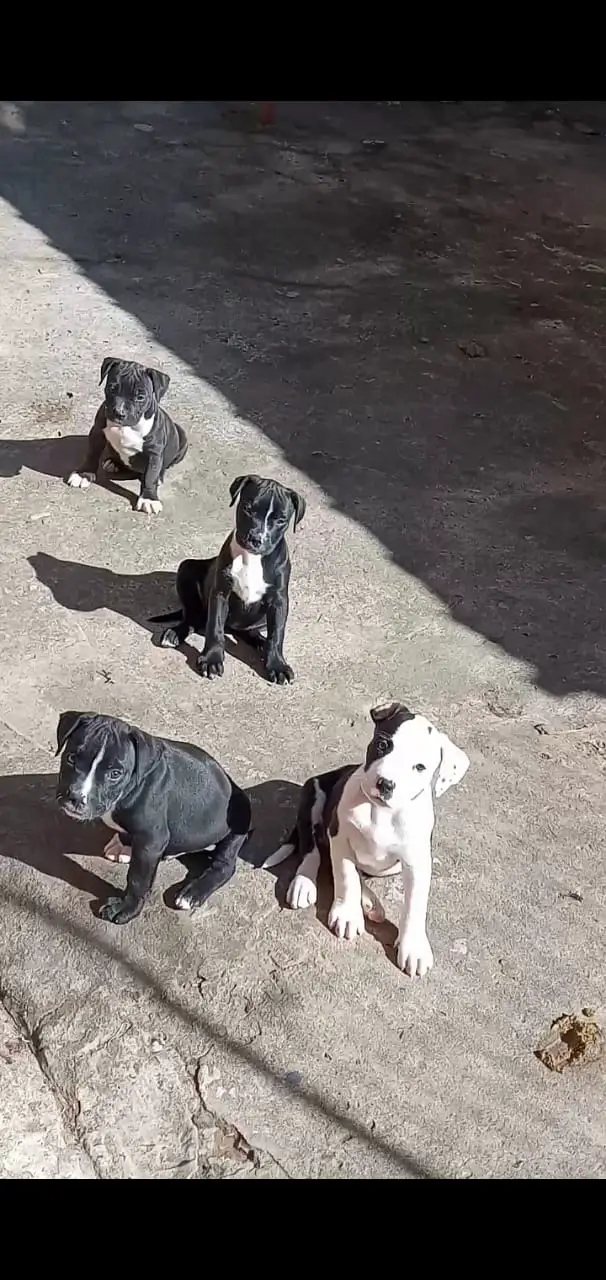 Pitbull Puppies in Kwazulu Natal (03/06/2021)