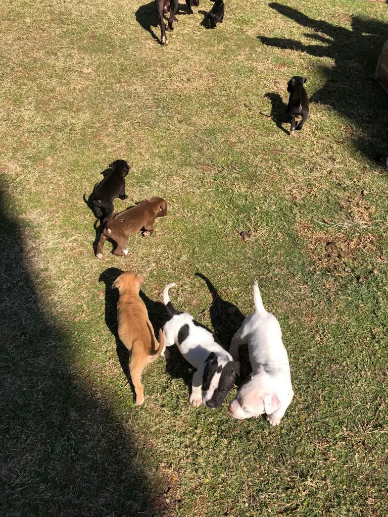 Pitbull Puppies in Pretoria (01/06/2021)