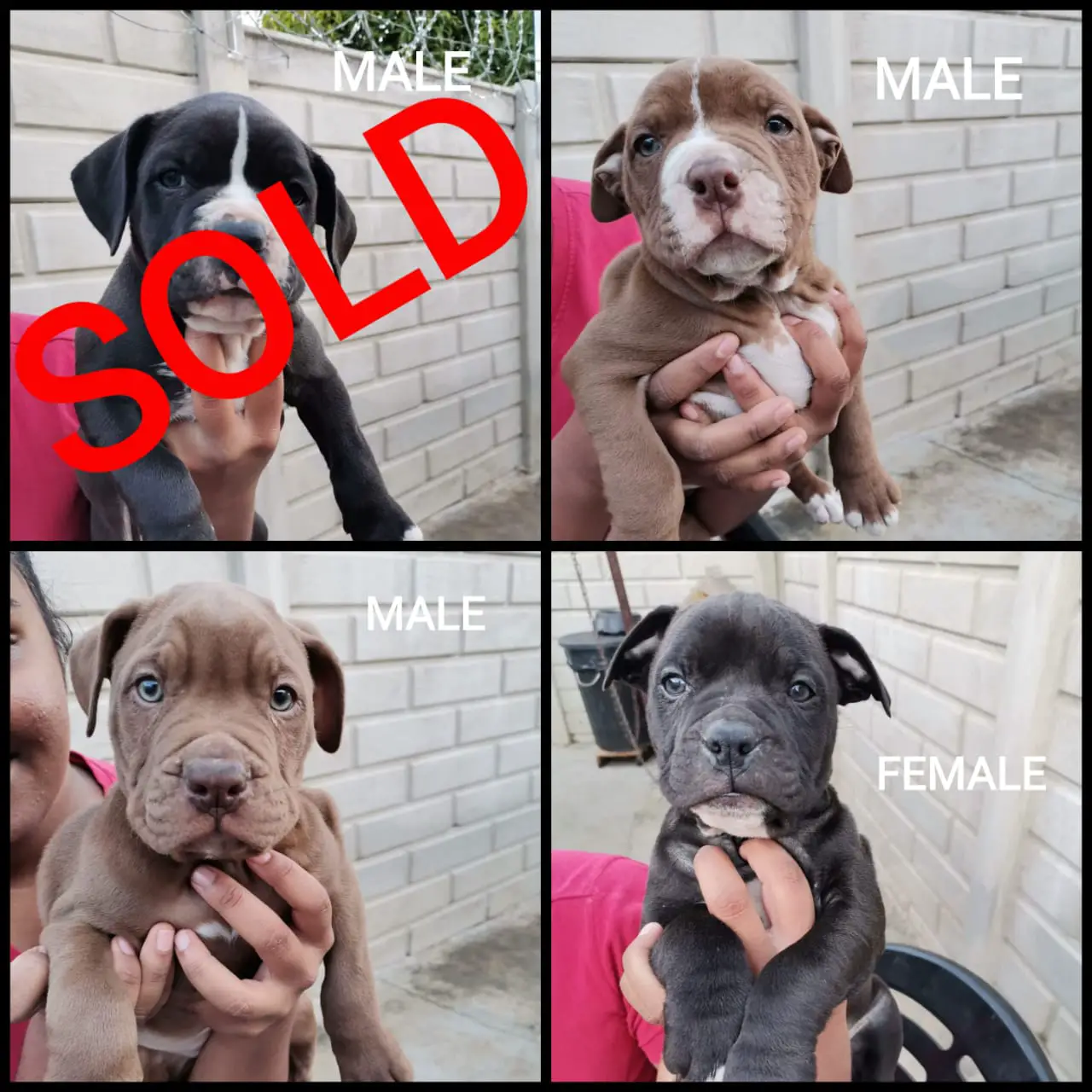 Pitbull Puppies in Kwazulu Natal (15/06/2021)