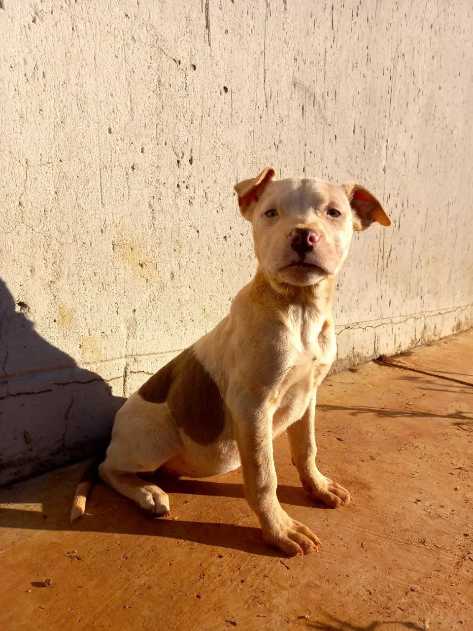 Pitbull Puppies in Johannesburg (25/06/2021)