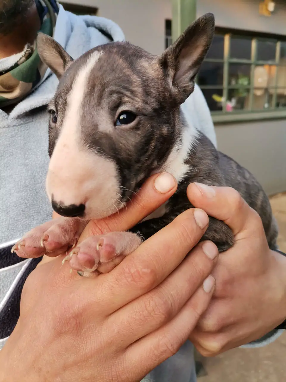 Bull Terrier Puppies in East Rand (30/06/2021)