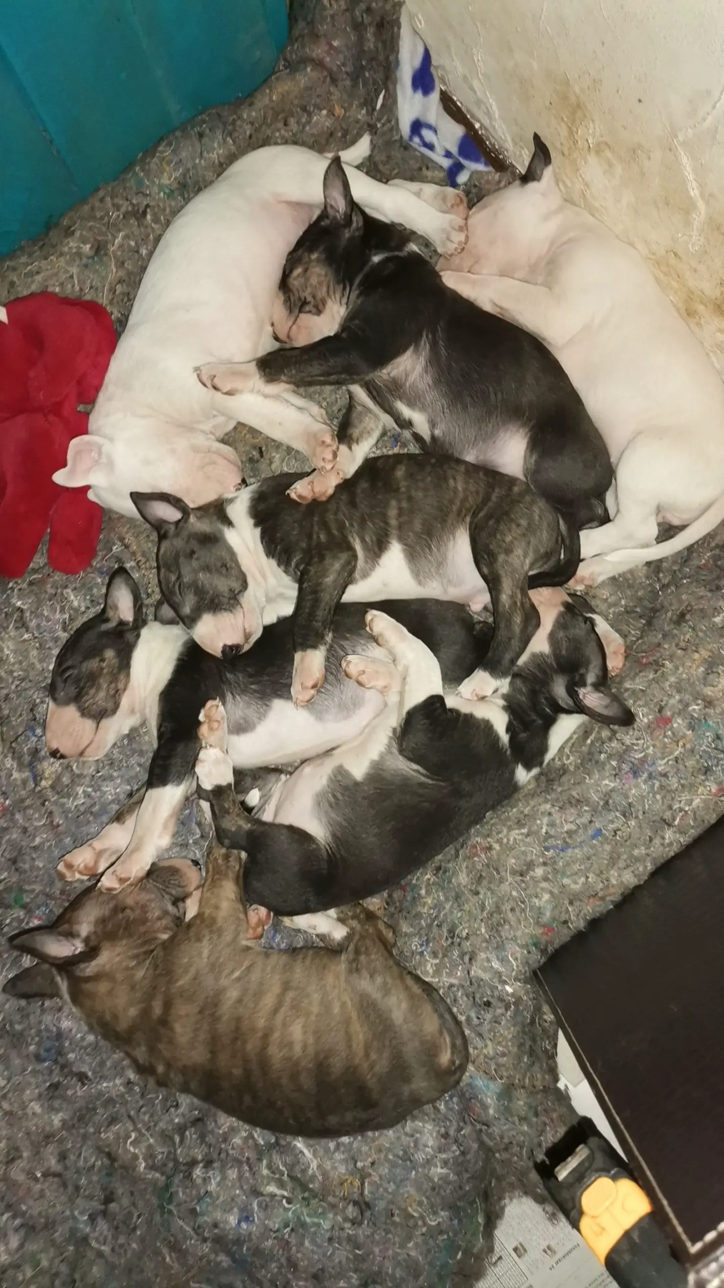 Bull Terrier Puppies in East Rand (30/06/2021)