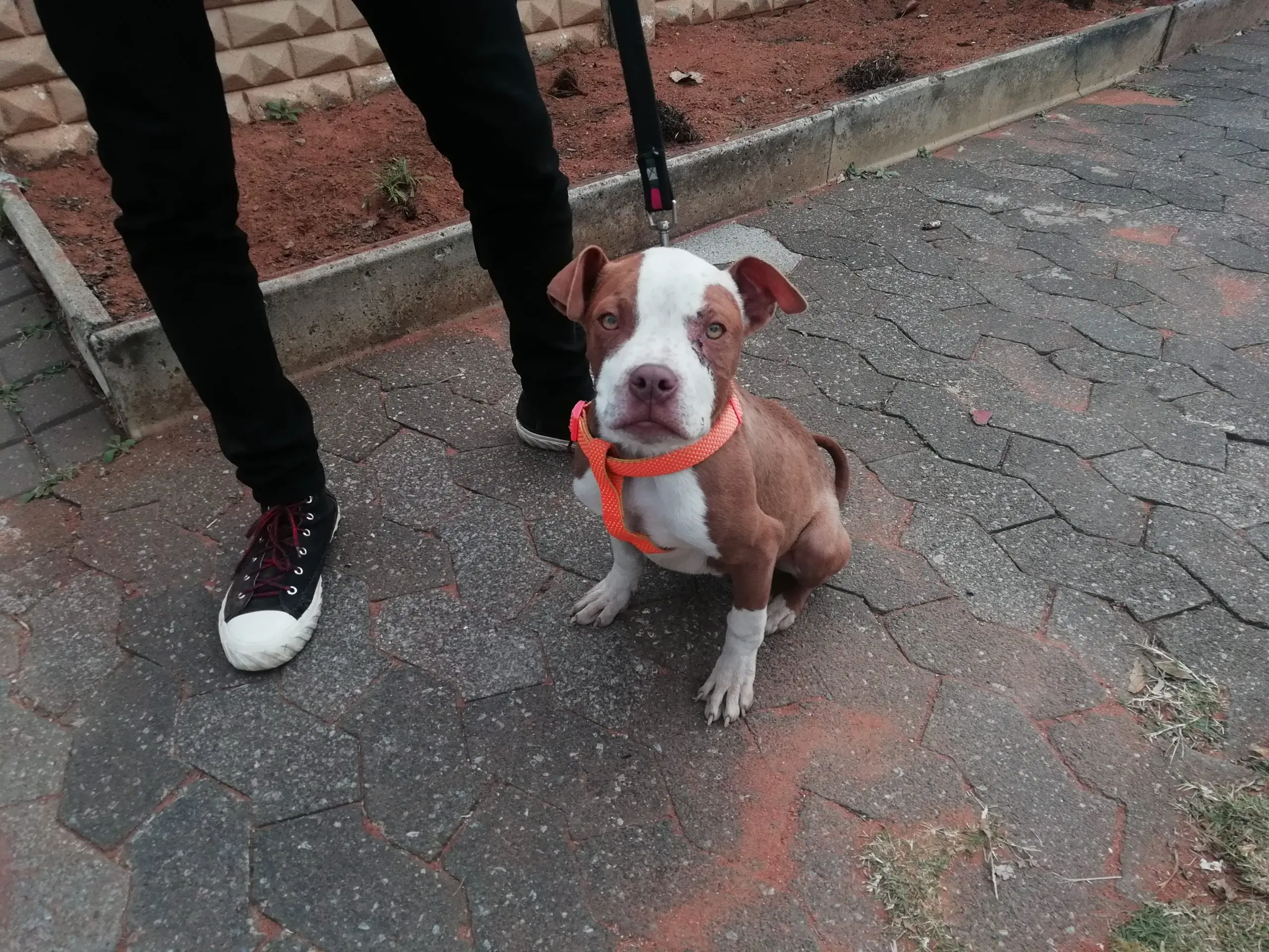 Pitbull Puppies in Johannesburg (15/06/2021)