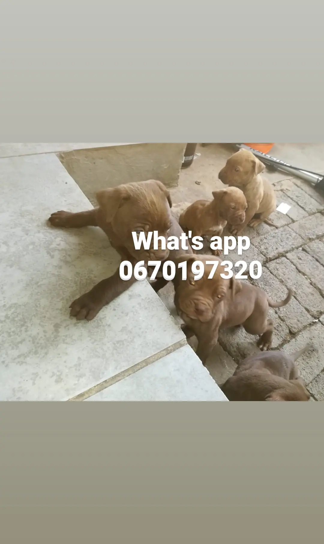 Pitbull Puppies in Pretoria (14/06/2021)