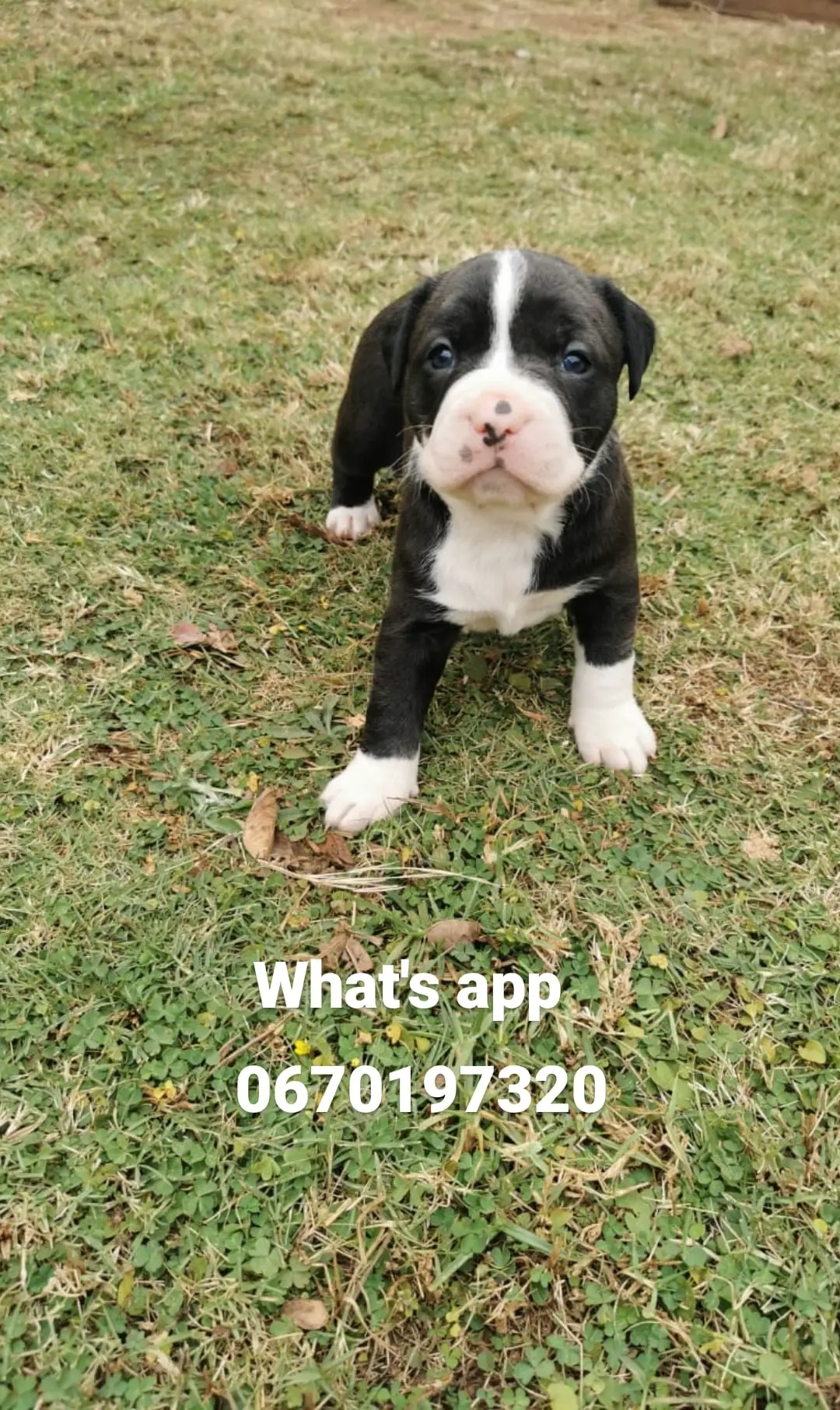 Pitbull Puppies in Pretoria (18/06/2021)