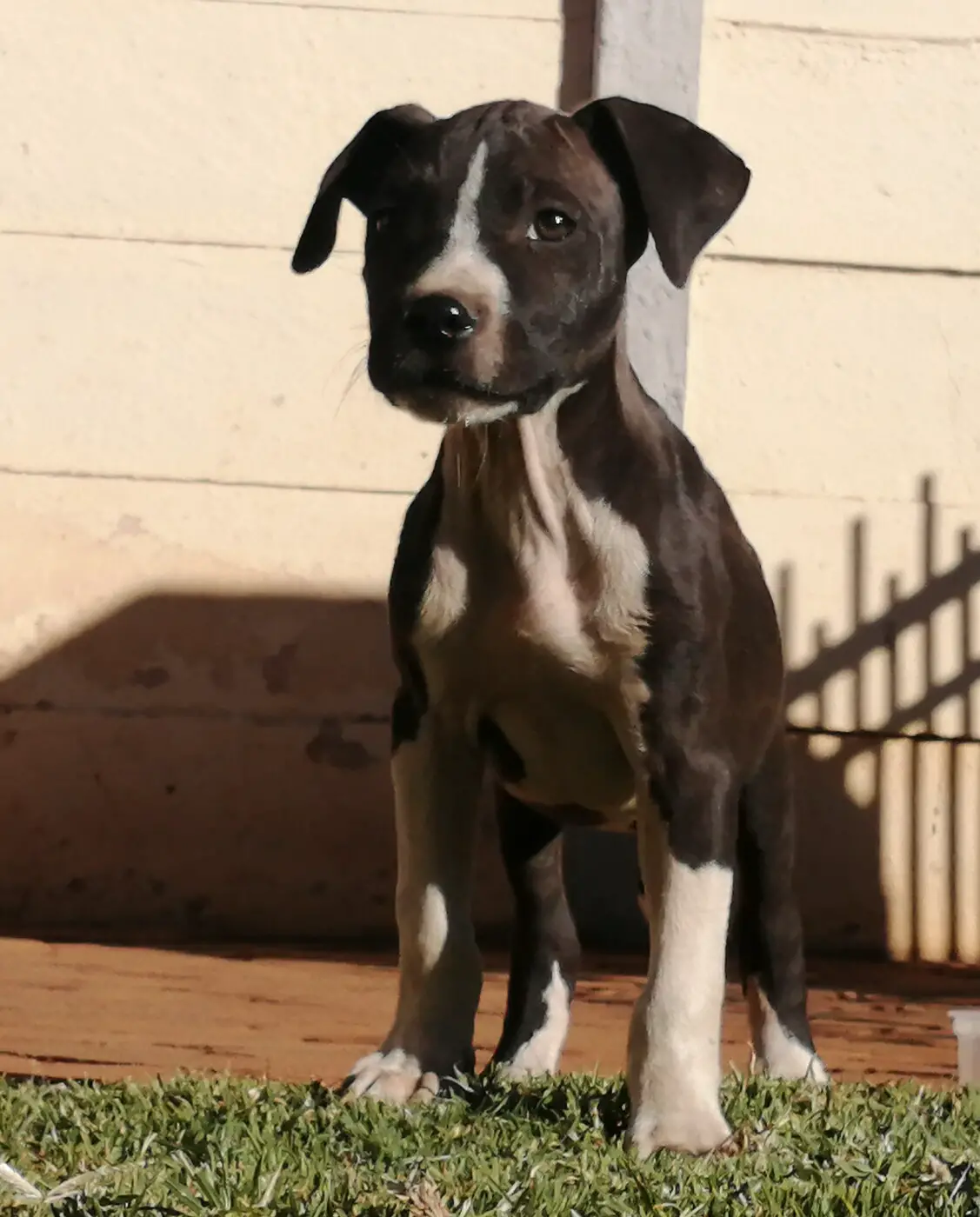 Pitbull Puppies in Johannesburg (28/06/2021)