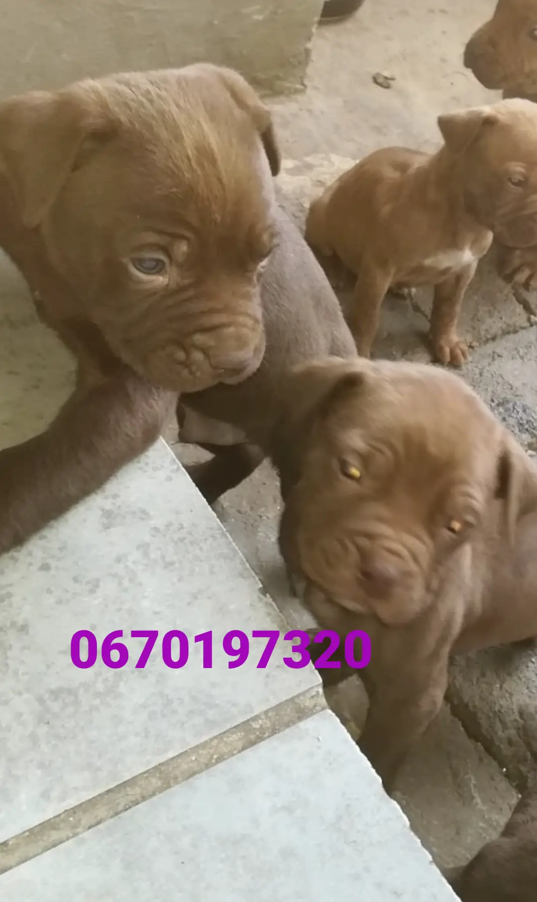 Pitbull Puppies in Pretoria (18/06/2021)